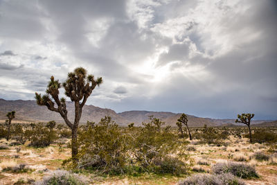 Joshua tree desert landscape illuminated by sunlight through clouds