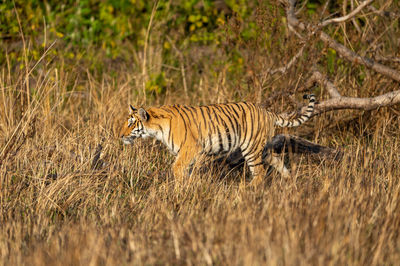 Side view of cat on grass