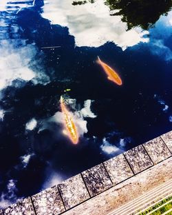 High angle view of koi carps swimming in water