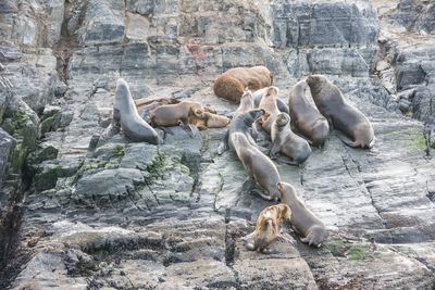 Flock of sheep on rock