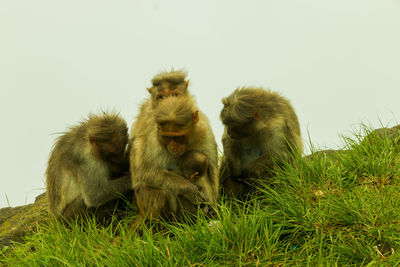 Monkeys with infants by grass against clear sky