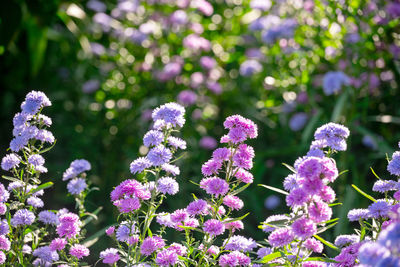 Close-up of purple flowering plants