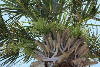 Low angle view of palm tree