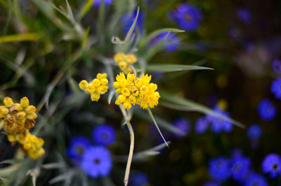 Close-up of yellow flowering plant