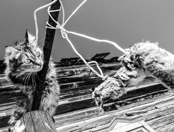 Low angle view of a cat looking away