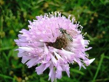 Close-up of bee pollinating on pink flower