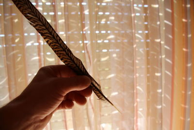 Cropped image of person holding feather at home