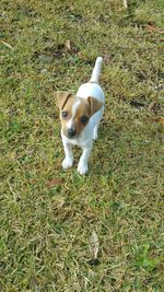 Portrait of dog on grassy field