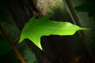 Close-up of maple leaf
