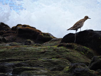 Close-up of bird perching on rock