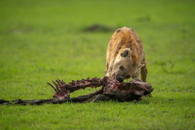 Spotted hyena feeding on wildebeest in grassland