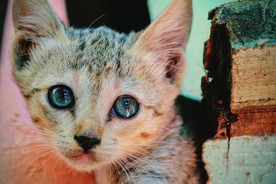 Close-up portrait of cat