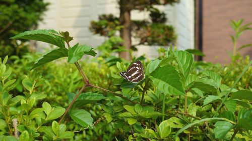 Close-up of butterfly on leaf