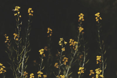 Close-up of flowers blooming on field