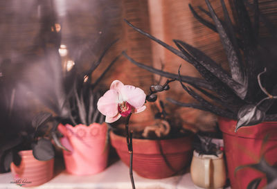 Close-up of pink rose flower in market