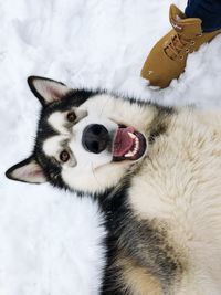 Portrait of dog on snow covered landscape