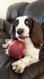 Portrait of dog sitting on sofa at home