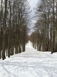 Bare trees on snow covered landscape