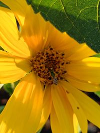 Close-up of yellow flowering plant