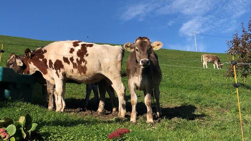 Cows standing in a field