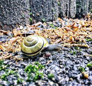 Close-up of snail