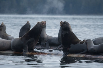 Close-up of sea lions swimming in sea