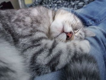 Close-up of cat sleeping