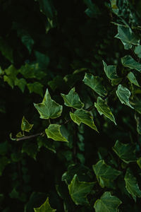 Close-up of fresh green leaves