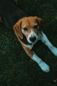 High angle portrait of dog relaxing outdoors