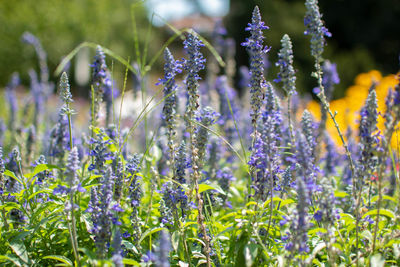 Close-up of purple flowering plants on field