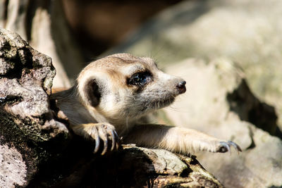 Close-up of an animal looking away