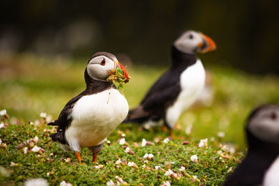 Close-up of bird on field