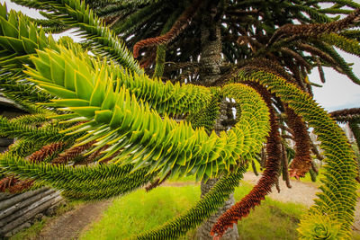 Close-up of palm tree