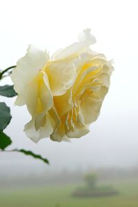 Close-up of yellow flower against white background