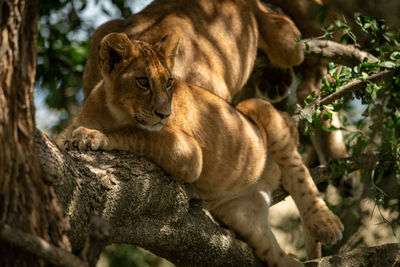 Lion cubs resting on tree trunk