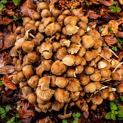 High angle view of mushrooms growing on land