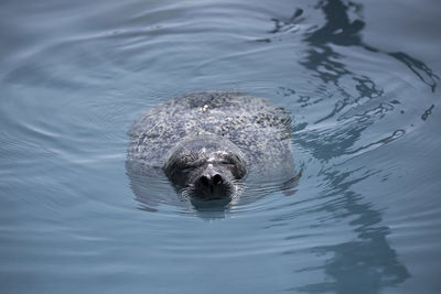 Cute harbour seal swimming in basin with head out of water and eyes closed enjoying a sunny day