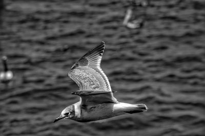 Seagull flying above a bird