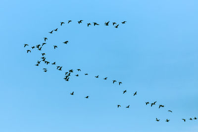 Low angle view of birds flying in sky