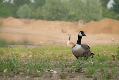 Canada geese perching on grassy field