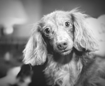 Close-up portrait of dog