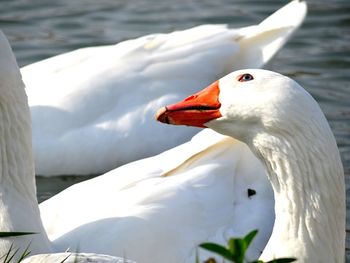 Close-up of domestic geese swimming in lake