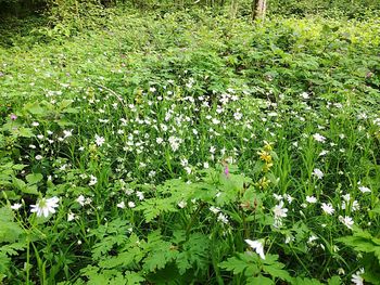 Plants growing on field