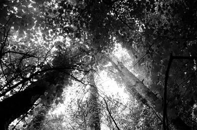 Low angle view of trees in forest