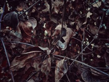 Close-up of leaves