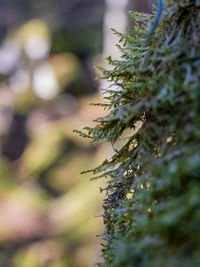 Close-up of pine tree