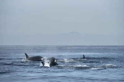 A group of orcas swimming near espiritu santo island.