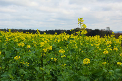 Scenic view of oilseed rape field
