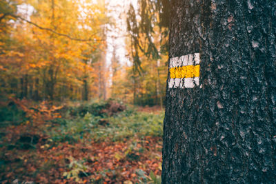 Close-up of tree trunk in forest during autumn