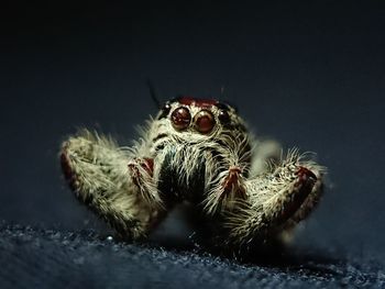 Close-up of spider on table